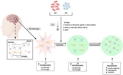 Use of Stem Cell Extracellular Vesicles as a “Holistic” Approach to CNS Repair